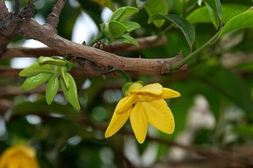 Lọ hoa trên ban thờ đặt bên trái hay bên phải và 9 loại hoa tuyệt đối không nên đặt trên ban thờ vào dịp Tết?-5