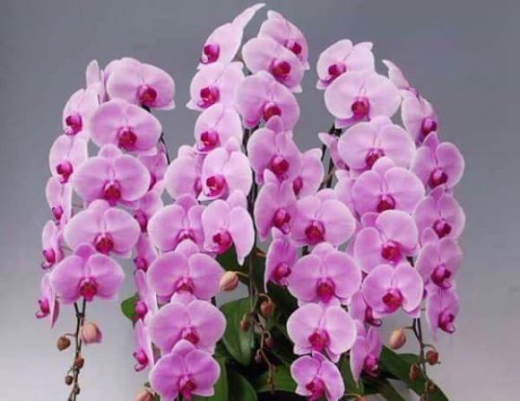 Lọ hoa trên ban thờ đặt bên trái hay bên phải và 9 loại hoa tuyệt đối không nên đặt trên ban thờ vào dịp Tết?-6