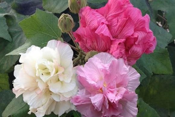 Lọ hoa trên ban thờ đặt bên trái hay bên phải và 9 loại hoa tuyệt đối không nên đặt trên ban thờ vào dịp Tết?-10