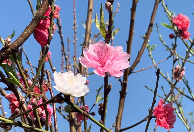 Đào Nhật Tân 3 màu độc lạ thâm nhập thị trường hoa Tết-1