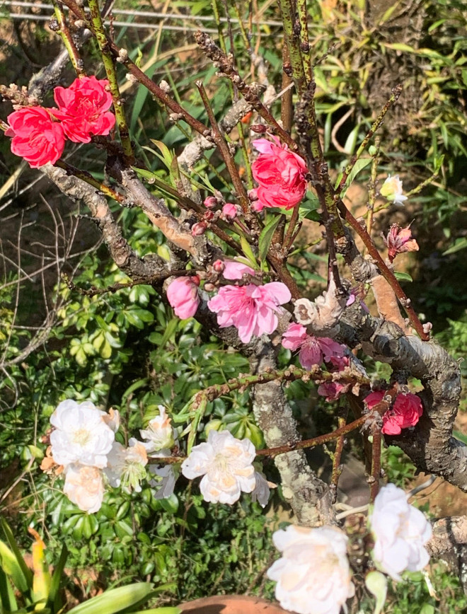 Đào Nhật Tân 3 màu độc lạ thâm nhập thị trường hoa Tết-2