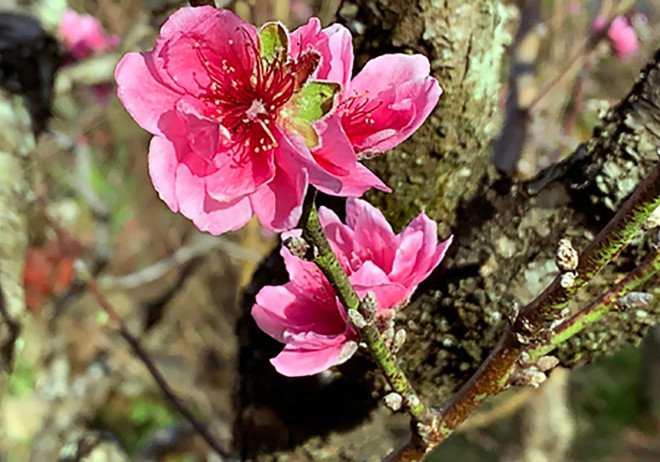 Đào Nhật Tân 3 màu độc lạ thâm nhập thị trường hoa Tết-4