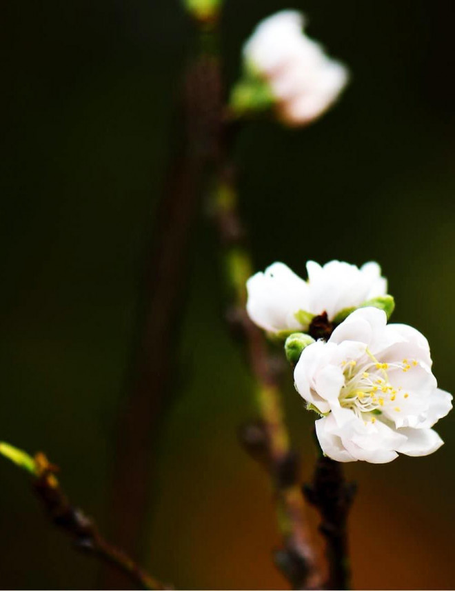 Đào Nhật Tân 3 màu độc lạ thâm nhập thị trường hoa Tết-5