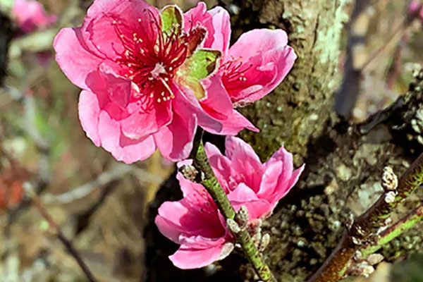 Tiểu thương vừa bán vừa đập hoa chiều 29 Tết: Giảm tận nửa giá nhưng người mua vẫn bỏ đi-12