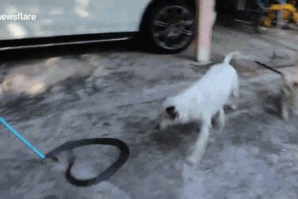 Clip: Đôi chó nhà lao ra chặn đầu hổ dữ để bảo vệ đám trẻ trong làng-1