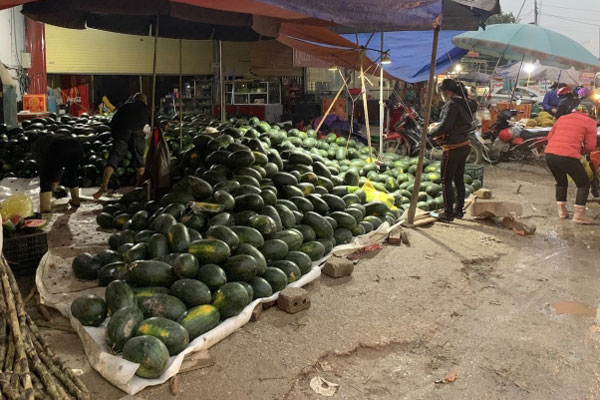 Siêu thực phẩm 650 nghìn/kg ở châu Âu, Việt Nam có 1,4 triệu tấn chỉ 3 nghìn/kg-4