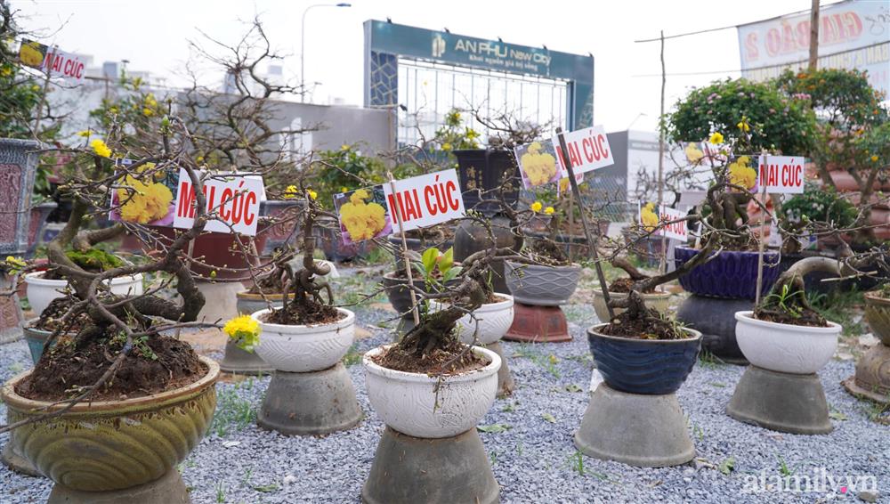 Nỗi lòng người bán hoa: Không còn cảnh đập chậu ngày 30 Tết là hạnh phúc của chúng tôi-3