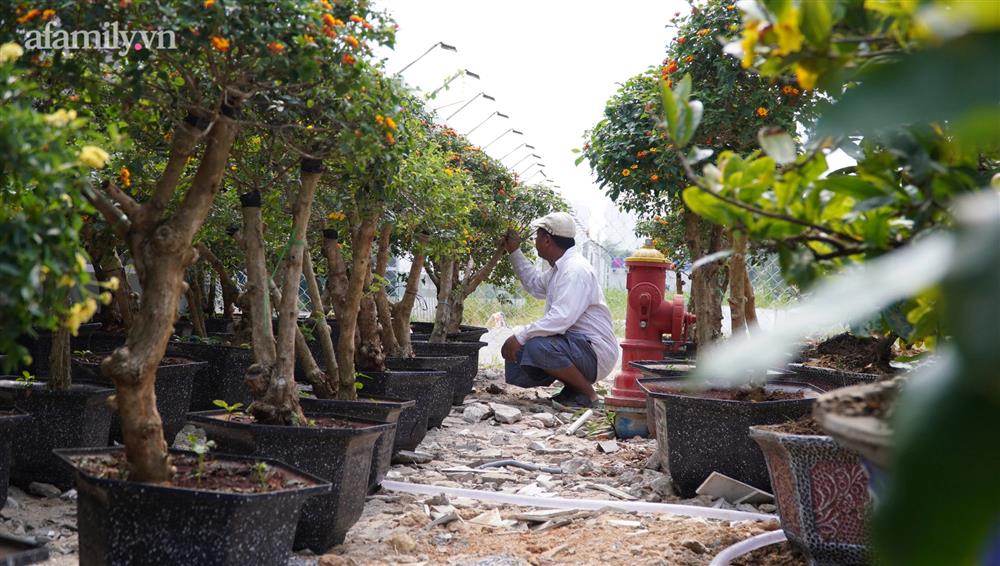 Nỗi lòng người bán hoa: Không còn cảnh đập chậu ngày 30 Tết là hạnh phúc của chúng tôi-4