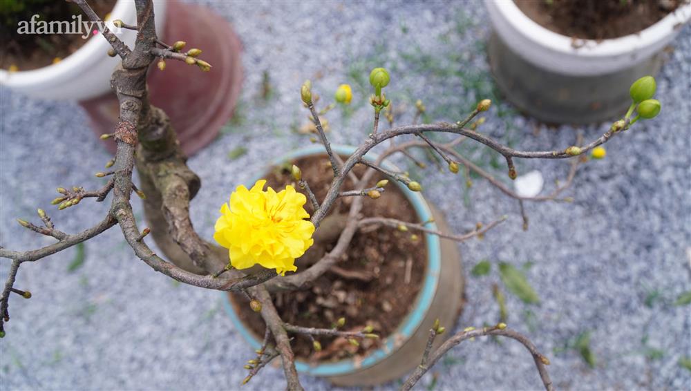 Nỗi lòng người bán hoa: Không còn cảnh đập chậu ngày 30 Tết là hạnh phúc của chúng tôi-9