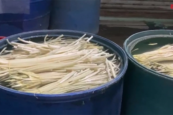 Đặc sản mùa hè dưới lòng đất được nhiều người săn lùng chế biến làm nhiều món độc lạ-2