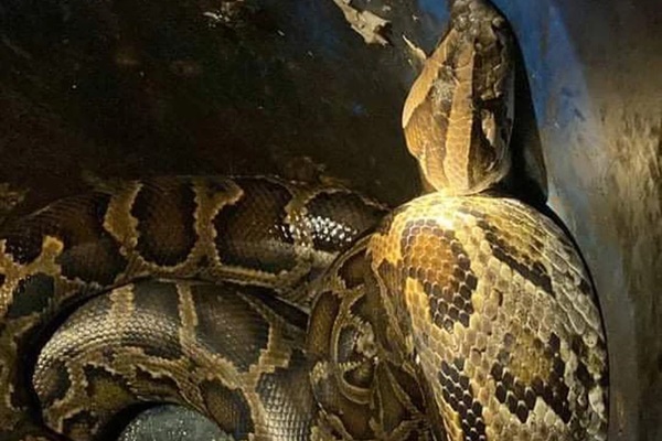 Thực hư thông tin bạch xà xuất hiện trong đình làng ở Bắc Giang-2