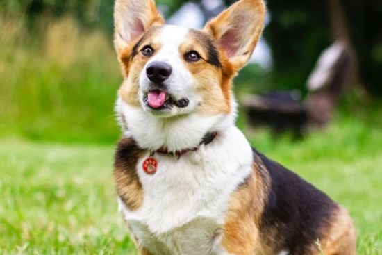 Sau ngày 23 tháng Chạp, 3 con giáp