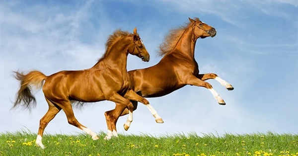 Sau ngày 23 tháng Chạp, 3 con giáp vượt vũ môn, nhận lộc trời, năm mới vận đỏ như son-1