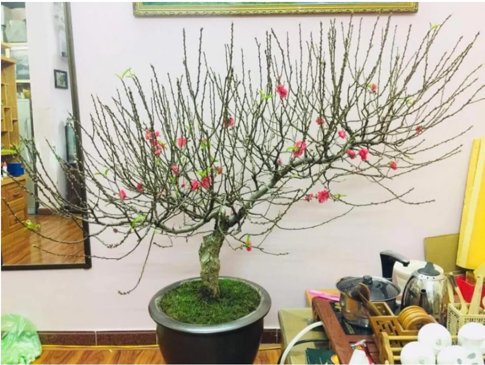 3 vị trí đại kỵ đặt cây cảnh ngày Tết: Làm sai dễ mời gọi tiểu nhân, năm mới rước thị phi-1