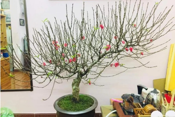 5 loại cây chục năm chẳng thấy nở hoa, nhưng đã nở là có điềm cho gia chủ-12