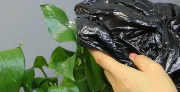 Đắp túi ni lông lên cây hoa không ngờ lại thần kỳ như vậy! Nhiều người không biết đó là gì. Hàng xóm thấy thi nhau học hỏi-1