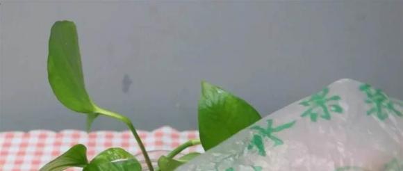 Đắp túi ni lông lên cây hoa không ngờ lại thần kỳ như vậy! Nhiều người không biết đó là gì. Hàng xóm thấy thi nhau học hỏi-4