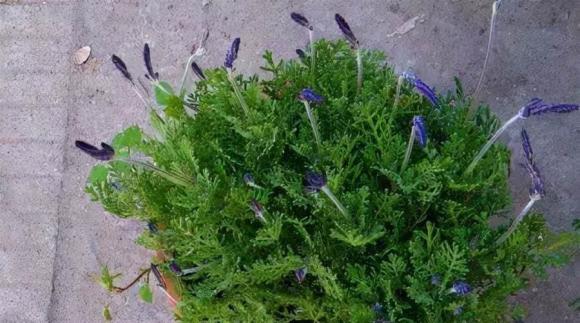 Đắp túi ni lông lên cây hoa không ngờ lại thần kỳ như vậy! Nhiều người không biết đó là gì. Hàng xóm thấy thi nhau học hỏi-5