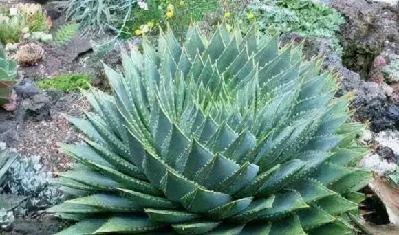 Đắp túi ni lông lên cây hoa không ngờ lại thần kỳ như vậy! Nhiều người không biết đó là gì. Hàng xóm thấy thi nhau học hỏi-7