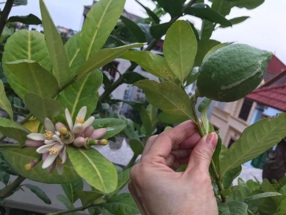 Không gian sống hiện tại ở tuổi 59 của NSND Lê Khanh sau khi về hưu-1