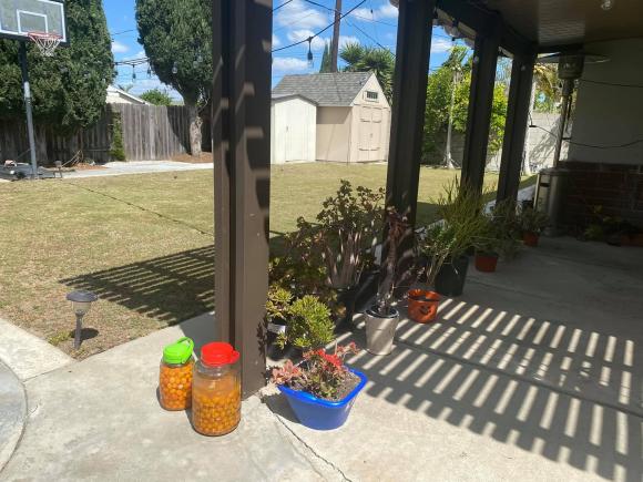 Khu vườn sai trĩu quả của giọng ca Mai lỡ hai mình xa nhau - Hạ Vy tại Mỹ-16