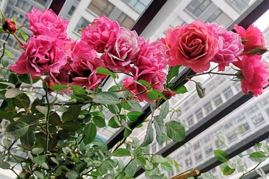 Chồng kêu công ty khó khăn giảm thưởng Tết, xem tin nhắn tôi nín lặng