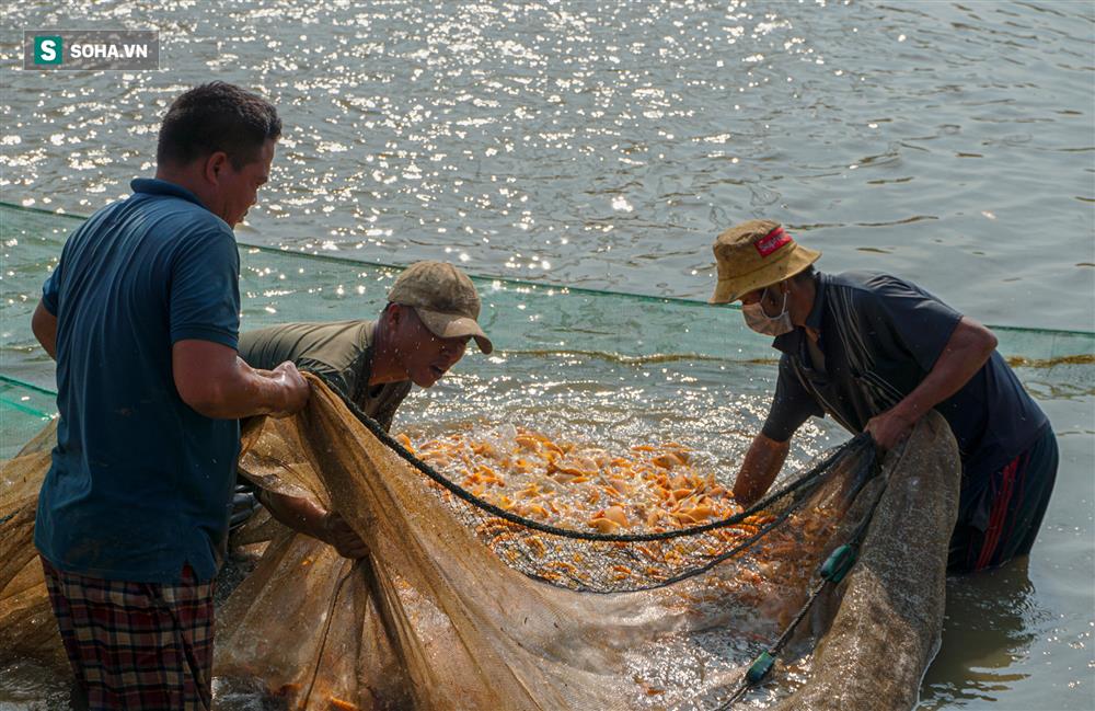 Giá cá chép đỏ lên trời, thương lái có tiền cũng không mua được-3