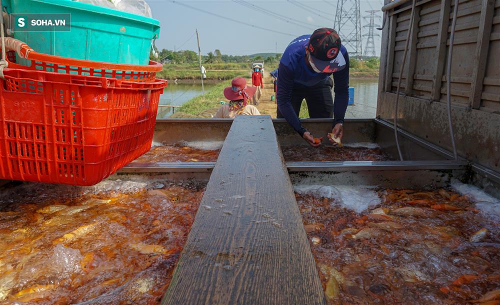 Giá cá chép đỏ lên trời, thương lái có tiền cũng không mua được-9