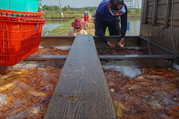Dâng cỗ ông Công ông Táo, chả hoa cá chép hút hàng-5