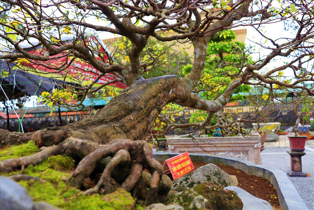 Số phận của cây mai vàng thế Bạt Phong Hồi Đầu từng được định giá 5 tỷ đồng ở Quảng Bình-3