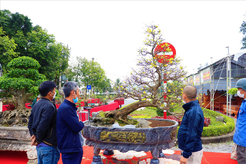 Số phận của cây mai vàng thế Bạt Phong Hồi Đầu từng được định giá 5 tỷ đồng ở Quảng Bình-4