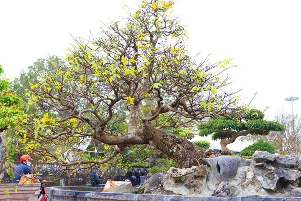 Xôn xao bộ sưu tập 10 cây mai vàng ở miền Tây đạt kỷ lục thế giới-16