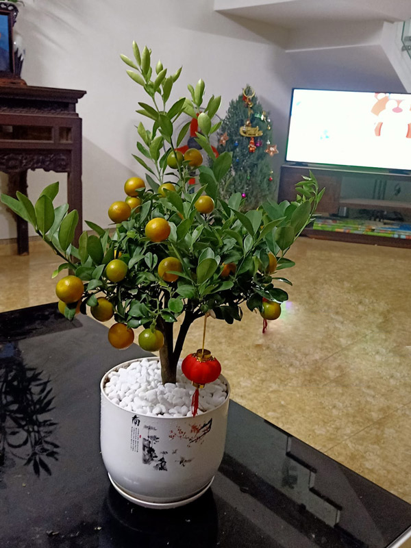 Chiêu trang trí nhà cửa ngày Tết đẹp lung linh, đón xuân tài lộc và may mắn đến mọi nhà-15