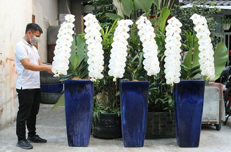 Một cành lan hồ điệp nữ hoàng” có giá tới chục triệu đồng khiến dư luận xôn xao-1