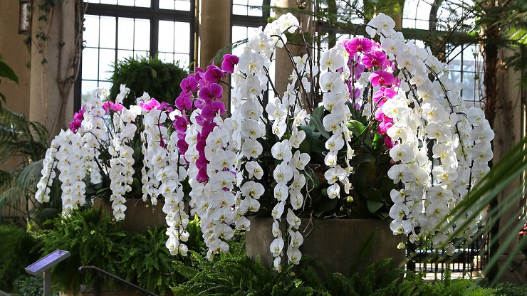 Một cành lan hồ điệp nữ hoàng” có giá tới chục triệu đồng khiến dư luận xôn xao-2