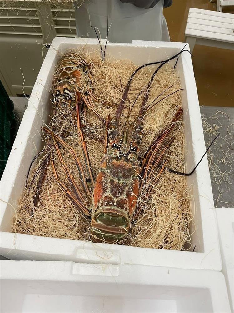 Cận cảnh tôm hùm Caribe giá 10 triệu/con lần đầu về Việt Nam-1
