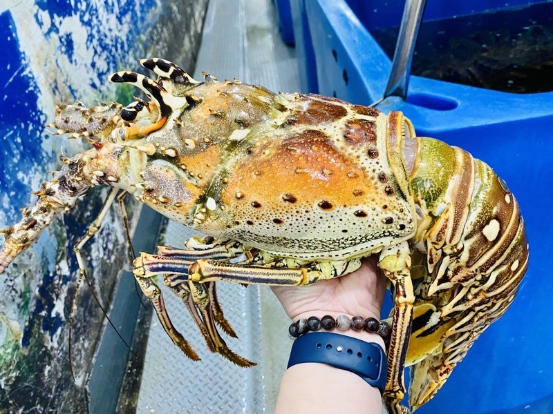 Cận cảnh tôm hùm Caribe giá 10 triệu/con lần đầu về Việt Nam-2