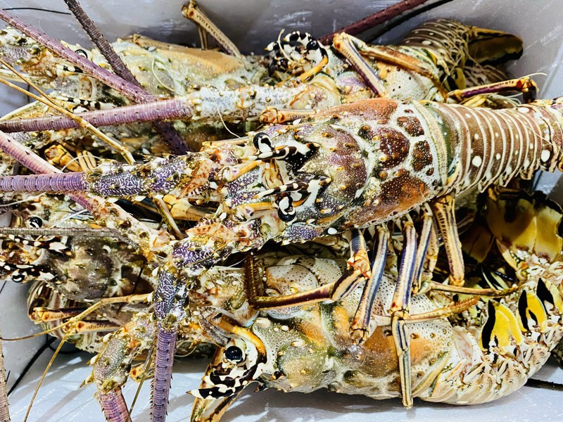 Cận cảnh tôm hùm Caribe giá 10 triệu/con lần đầu về Việt Nam-3