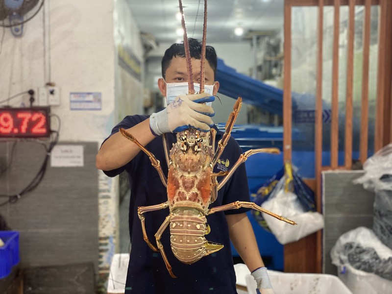 Cận cảnh tôm hùm Caribe giá 10 triệu/con lần đầu về Việt Nam-4