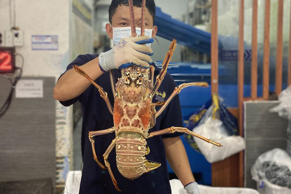 Trung Quốc tạm dừng thông quan, tiểu thương kêu gọi giải cứu tôm hùm-2