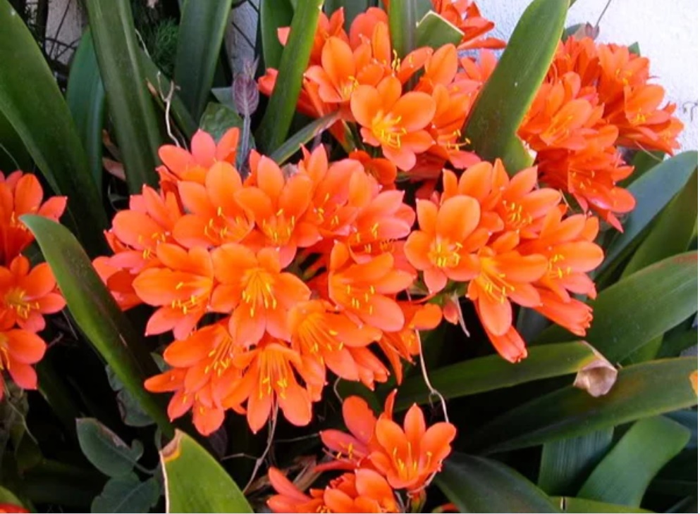 5 loại cây có hoa nở rộ đêm Giao thừa mang đến tài lộc, may mắn cả năm-1