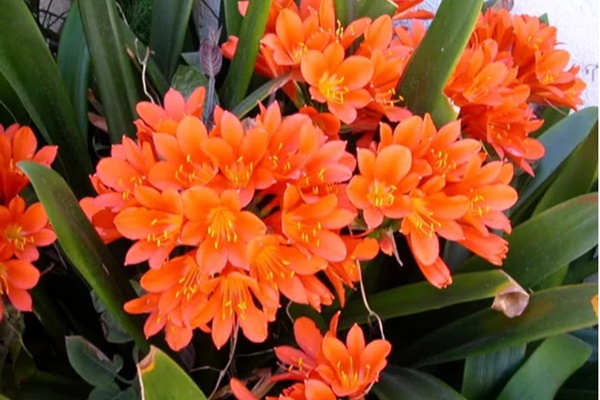 Thảm trải sàn đẹp mà đặt sai vị trí cũng vô ích, thậm chí còn chuốc thêm rắc rối-4