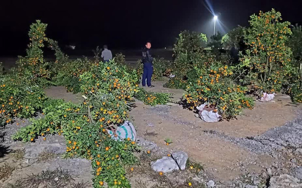 Thấy chủ vườn bán quất Tết giá cao, nửa đêm vác dao chặt hàng chục cây cho bõ tức”-1