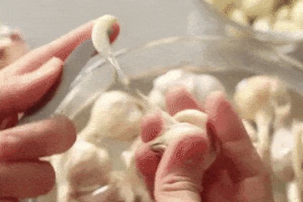 Mẹo bóc tỏi số lượng lớn 