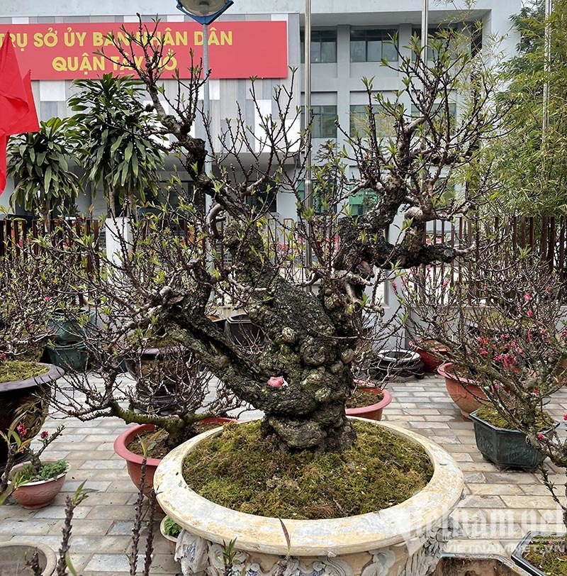 Đào thất thốn tràn vỉa hè: Ngắm nghía suýt xoa, lặng lẽ bỏ đi-1