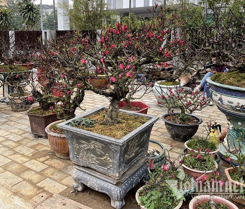 Đào thất thốn tràn vỉa hè: Ngắm nghía suýt xoa, lặng lẽ bỏ đi-2