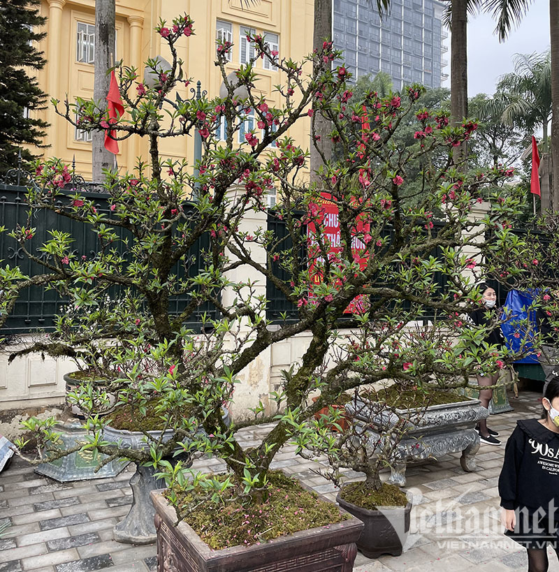 Đào thất thốn tràn vỉa hè: Ngắm nghía suýt xoa, lặng lẽ bỏ đi-3