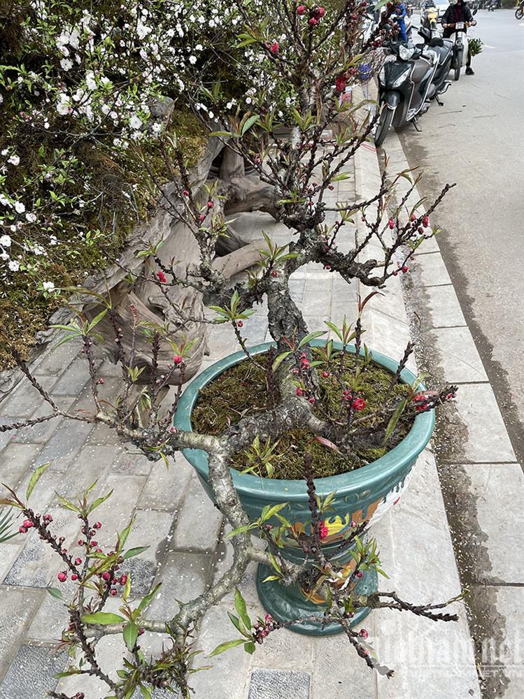 Đào thất thốn tràn vỉa hè: Ngắm nghía suýt xoa, lặng lẽ bỏ đi-4