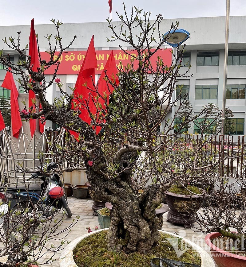 Đào thất thốn tràn vỉa hè: Ngắm nghía suýt xoa, lặng lẽ bỏ đi-5