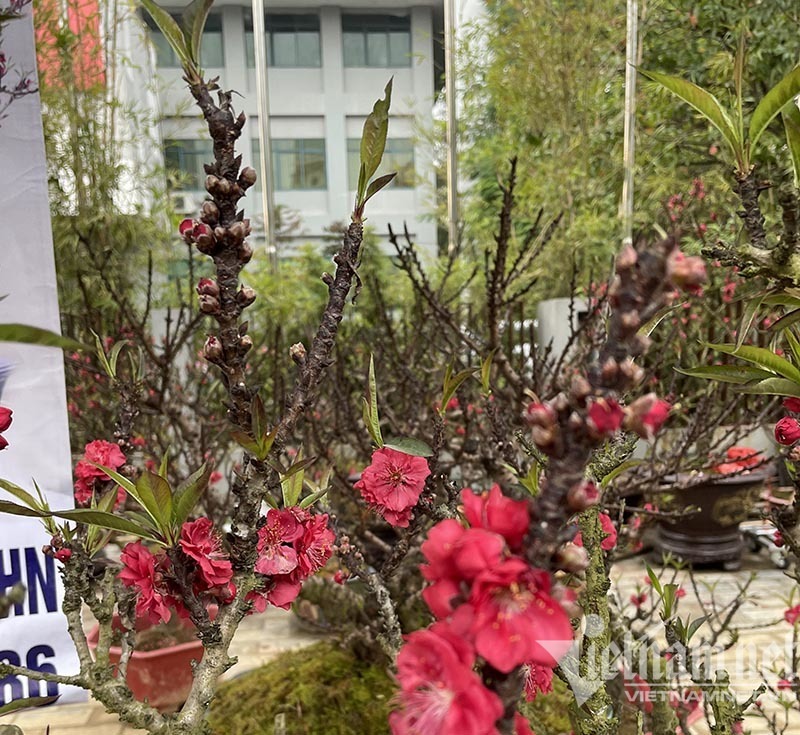 Đào thất thốn tràn vỉa hè: Ngắm nghía suýt xoa, lặng lẽ bỏ đi-6